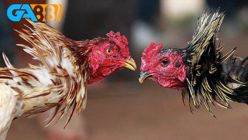 Hiểu gà khét mạng gì để áp dụng thành công